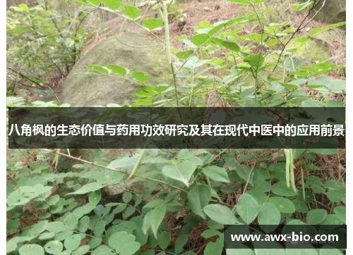 八角枫的生态价值与药用功效研究及其在现代中医中的应用前景