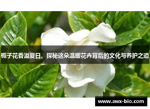 栀子花香溢夏日，探秘这朵温暖花卉背后的文化与养护之道